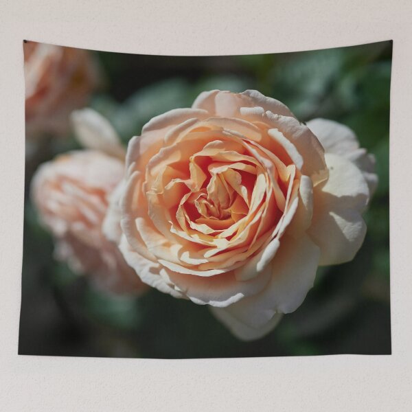 Item preview, Orange lke the sunset. Roses of the late summer series numer 14 designed and sold by Jouko Lehto Photography.