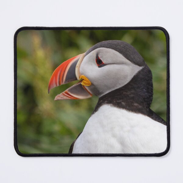 Item preview, Puffin with open beak designed and sold by pietrofoto.