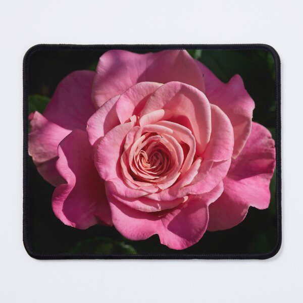 Item preview, Wonderful one. Roses of the late summer series numer 15 designed and sold by Jouko Lehto Photography.