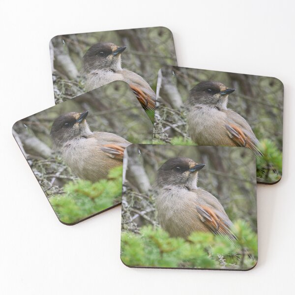 Item preview, Siberian jay portrait designed and sold by Jouko Lehto Photography.