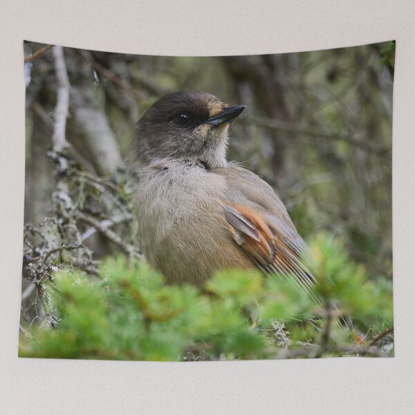 Item preview, Siberian jay portrait designed and sold by Jouko Lehto Photography.