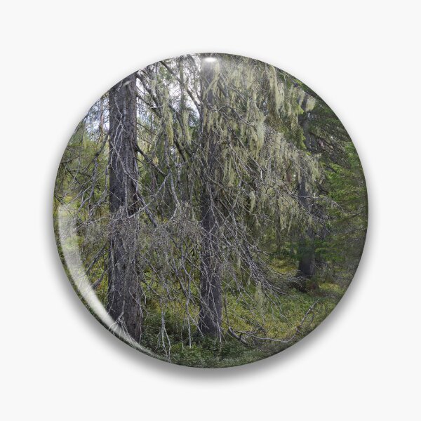 Item preview, Old spruce 2. Valtavaara 2025 number 5 designed and sold by Jouko Lehto Photography.