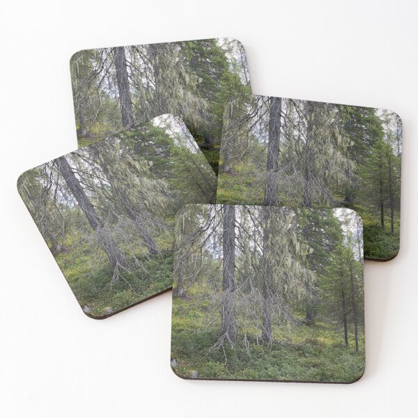 Item preview, Old spruce 2. Valtavaara 2025 number 5 designed and sold by Jouko Lehto Photography.
