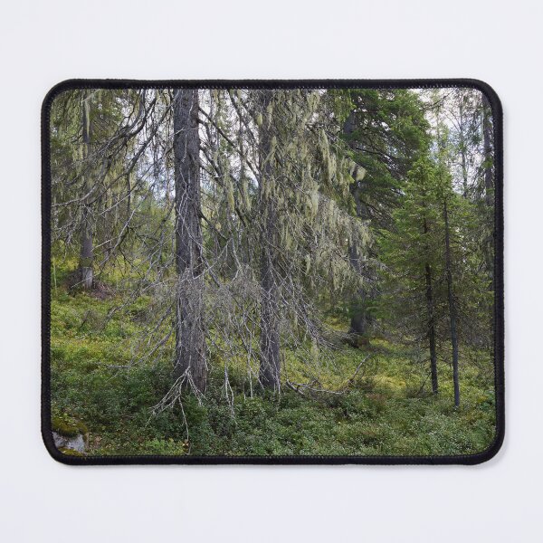 Item preview, Old spruce 2. Valtavaara 2025 number 5 designed and sold by Jouko Lehto Photography.