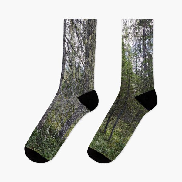 Item preview, Old spruce 2. Valtavaara 2025 number 5 designed and sold by Jouko Lehto Photography.