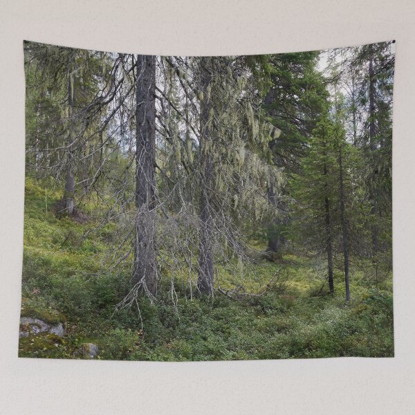 Item preview, Old spruce 2. Valtavaara 2025 number 5 designed and sold by Jouko Lehto Photography.