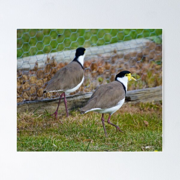 LAPWING ~ Masked Lapwing LYD6UDB7 by David Irwin Poster