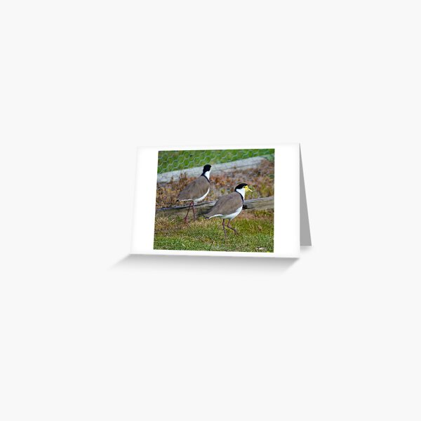 Masked Lapwing Greeting Card