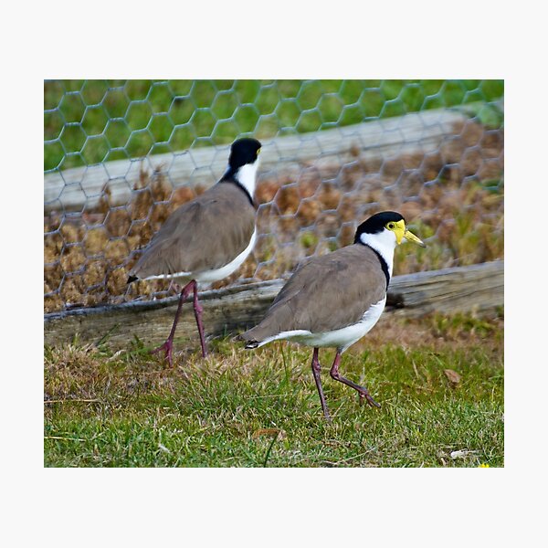 LAPWING ~ Masked Lapwing LYD6UDB7 by David Irwin Photographic Print