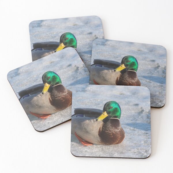 Item preview, Mallard Drake at Toronto's Harbourfront in Winter designed and sold by Gerda Grice Photography.