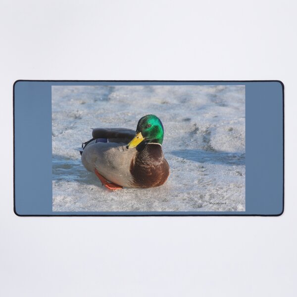 Item preview, Mallard Drake at Toronto's Harbourfront in Winter designed and sold by Gerda Grice Photography.