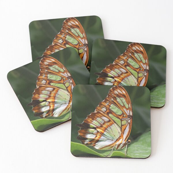 Item preview, Malachite (Siproeta stelenes) - Malachit-Falter designed and sold by holgermader.