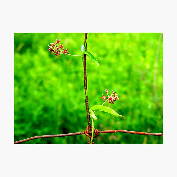 Item preview, Wrapped. designed and sold by Paul Rees-Jones.