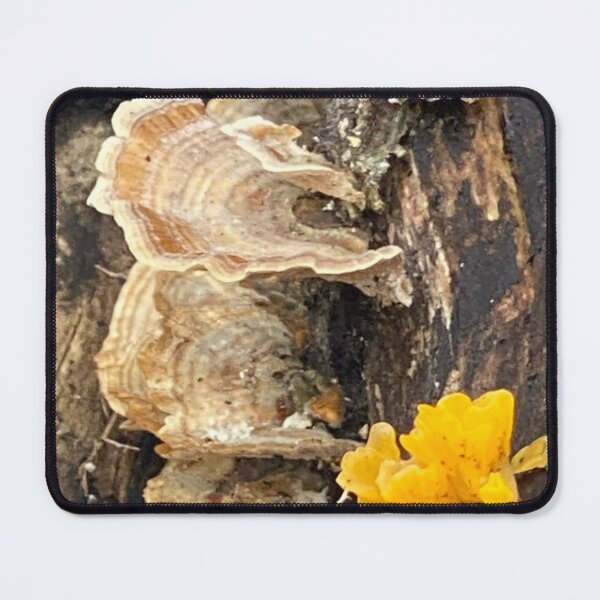 Item preview, Turkey Tail and Brain mushrooms on Log designed and sold by Kandoart.