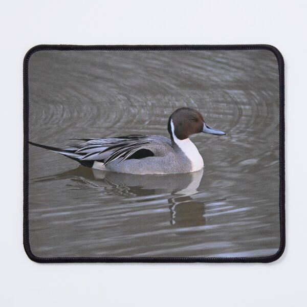 Item preview, Northern Pintail duck designed and sold by EaglemasterArts.