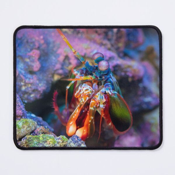 Item preview, Colorful Fish designed and sold by newandchange.
