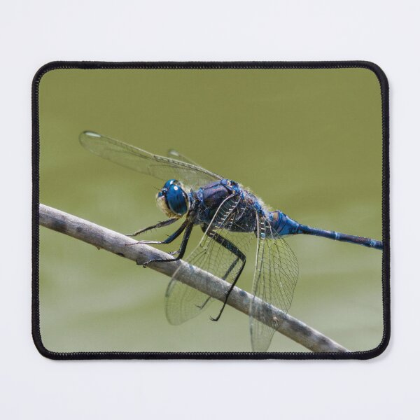 Item preview, Dragon Rider designed and sold by Ralph Goldsmith.