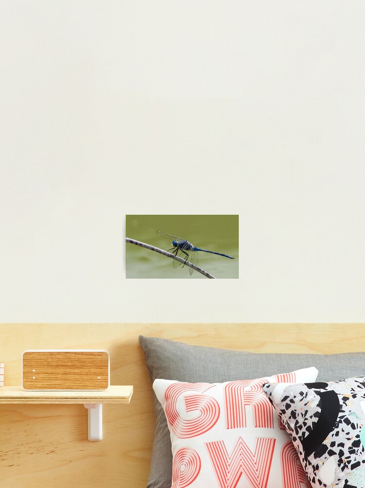 Thumbnail 2 of 3, Photographic Print, Dragon Rider designed and sold by RalphGoldsmith.