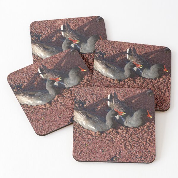 Item preview, Two Moorhens on Red Duckweed designed and sold by MercerImages.