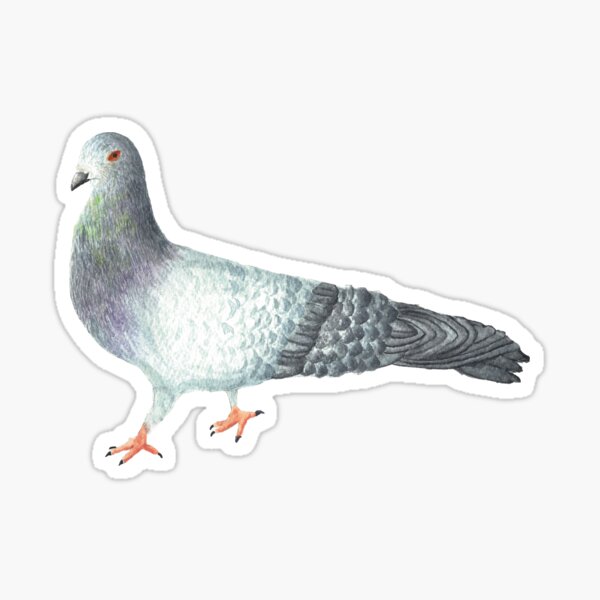Pete the Pigeon Sticker