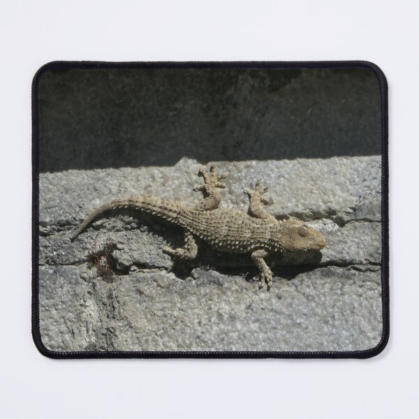 Item preview, Gecko On A Wall designed and sold by Malcolm Snook.