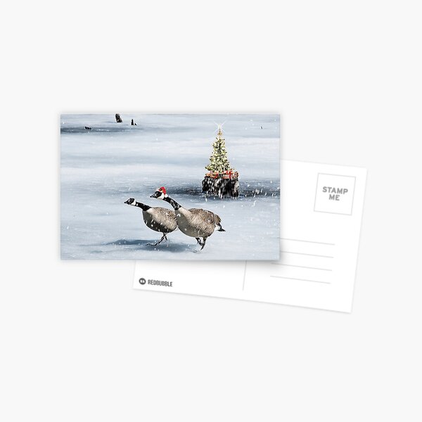 Christmas Geese Postcard