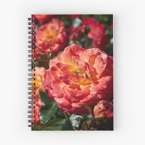 Item preview, Meteor shower. Roses of the late summer series numer 17 designed and sold by Jouko Lehto Photography.