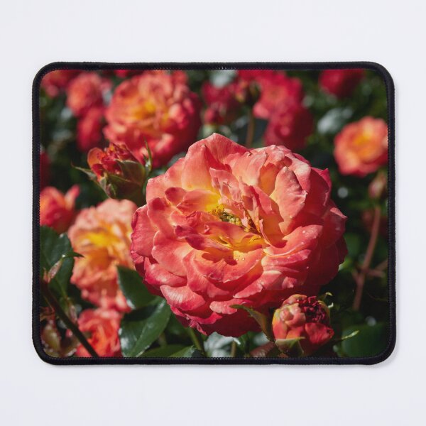 Item preview, Meteor shower. Roses of the late summer series numer 17 designed and sold by Jouko Lehto Photography.