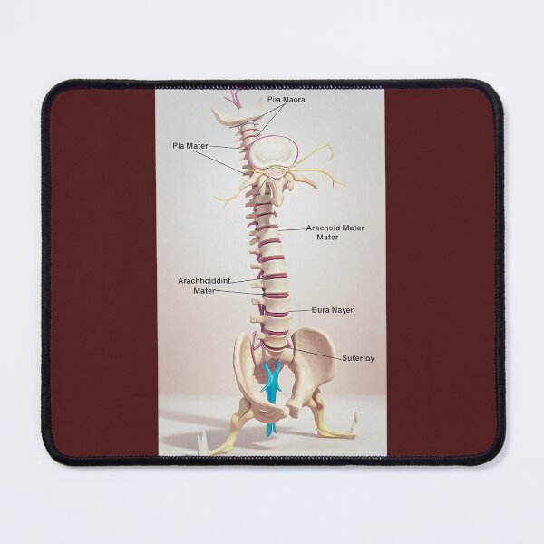 Item preview, Human Spine Anatomy Model designed and sold by Amber Thomas.