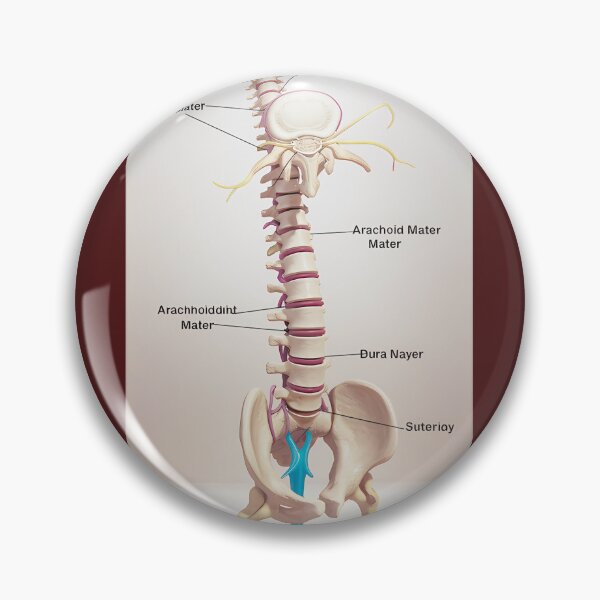Item preview, Human Spine Anatomy Model designed and sold by Amber Thomas.