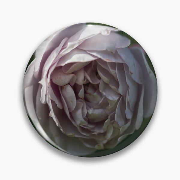 Item preview, Almost frozen. Roses of the late summer series numer 19 designed and sold by Jouko Lehto Photography.