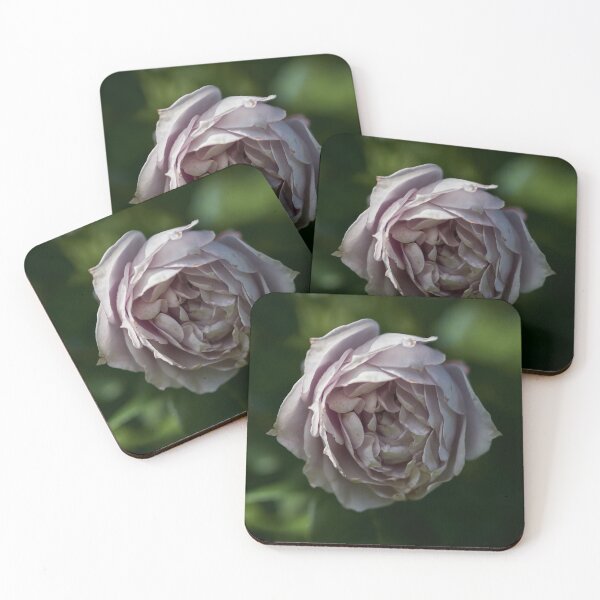 Item preview, Almost frozen. Roses of the late summer series numer 19 designed and sold by Jouko Lehto Photography.