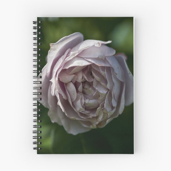 Item preview, Almost frozen. Roses of the late summer series numer 19 designed and sold by Jouko Lehto Photography.