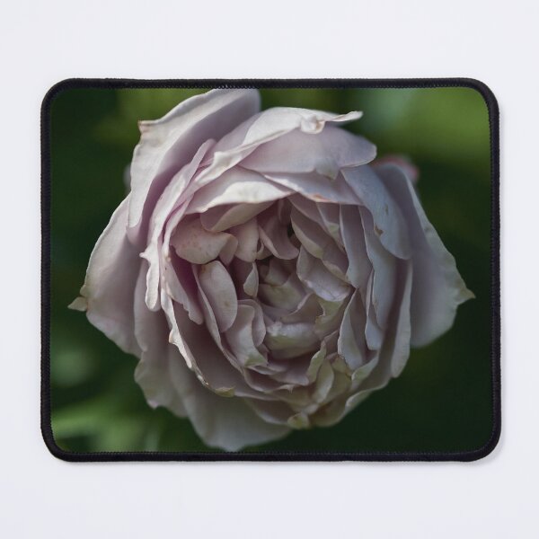 Item preview, Almost frozen. Roses of the late summer series numer 19 designed and sold by Jouko Lehto Photography.