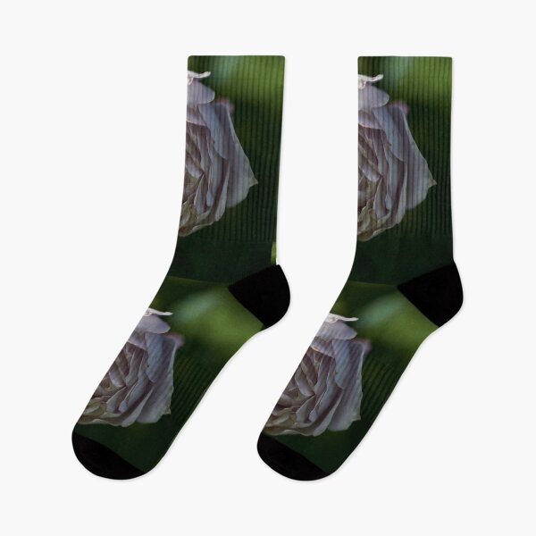 Item preview, Almost frozen. Roses of the late summer series numer 19 designed and sold by Jouko Lehto Photography.
