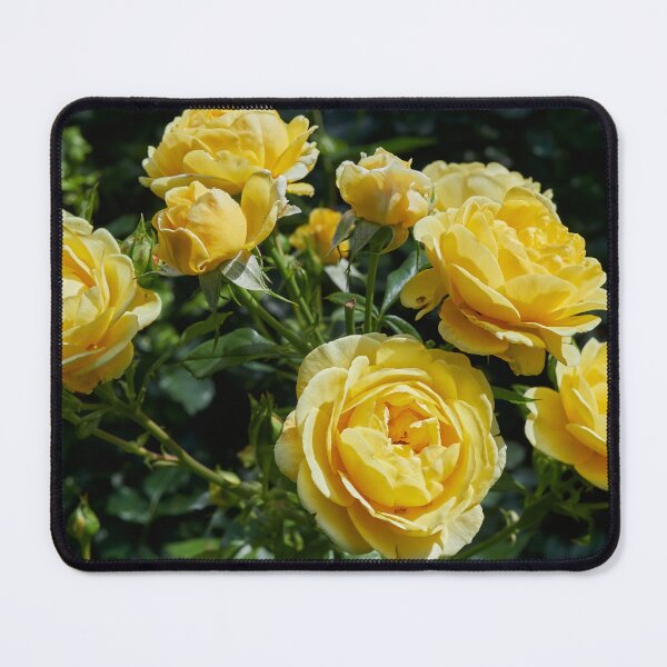 Item preview, Inka one. Roses of the late summer series numer 20 designed and sold by Jouko Lehto Photography.