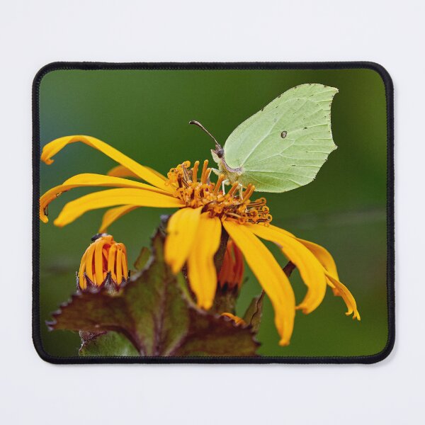 Item preview, The last of this summer. Brimstone designed and sold by Jouko Lehto Photography.