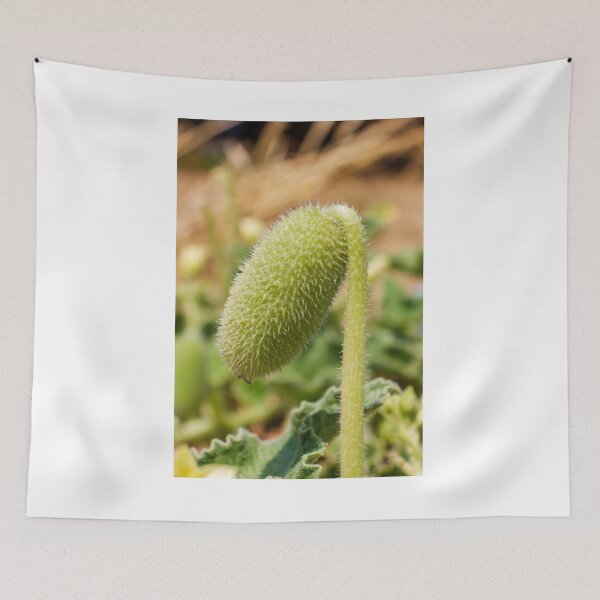 Item preview, Close-Up Macro Image of a Hairy Plant Pod in Natural Surroundings designed and sold by Nmallia.