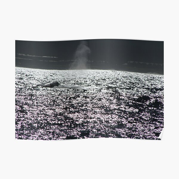 Whale Poster