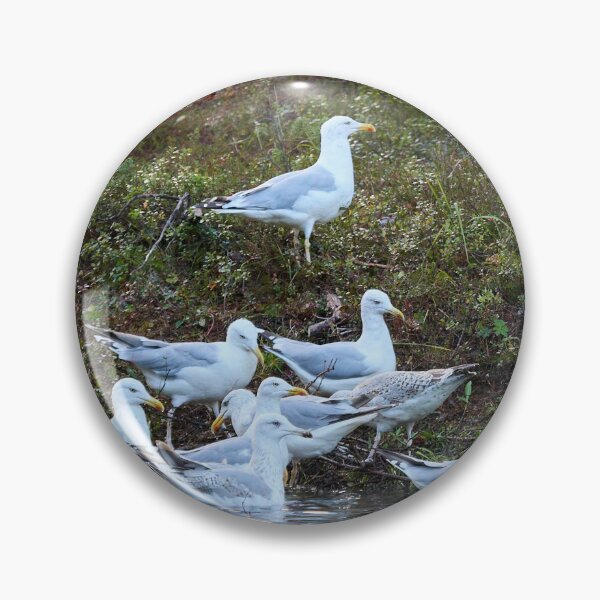 Item preview, The group. European herring gull designed and sold by Jouko Lehto Photography.