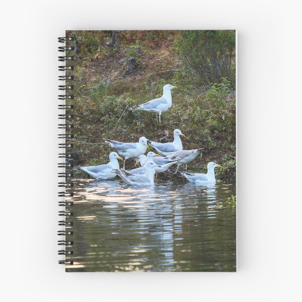 Item preview, The group. European herring gull designed and sold by Jouko Lehto Photography.