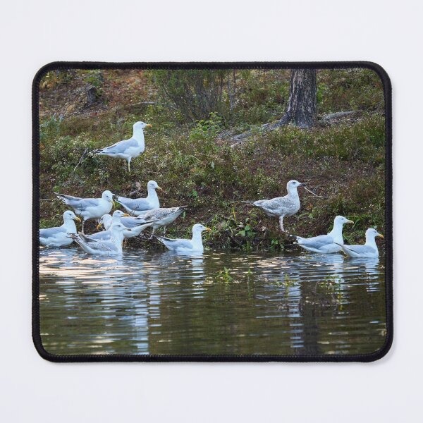 Item preview, The group. European herring gull designed and sold by Jouko Lehto Photography.