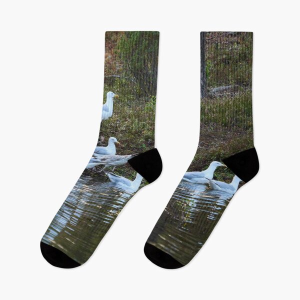 Item preview, The group. European herring gull designed and sold by Jouko Lehto Photography.