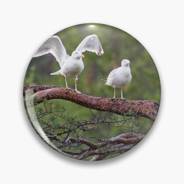 Item preview, Take offs. European herring gull designed and sold by Jouko Lehto Photography.