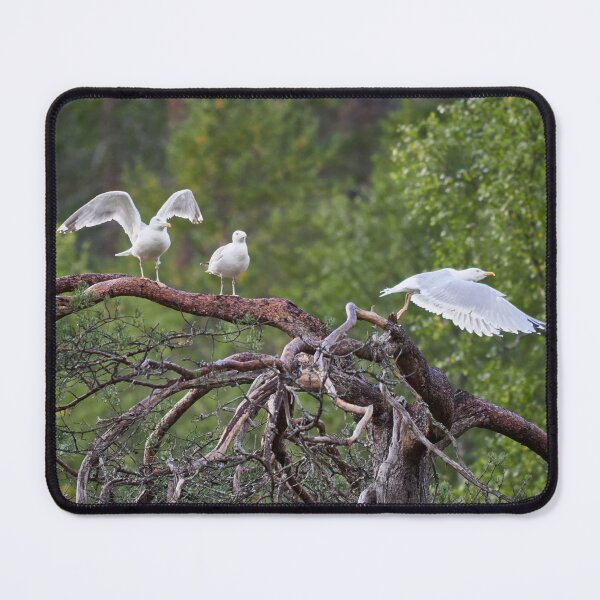 Item preview, Take offs. European herring gull designed and sold by Jouko Lehto Photography.