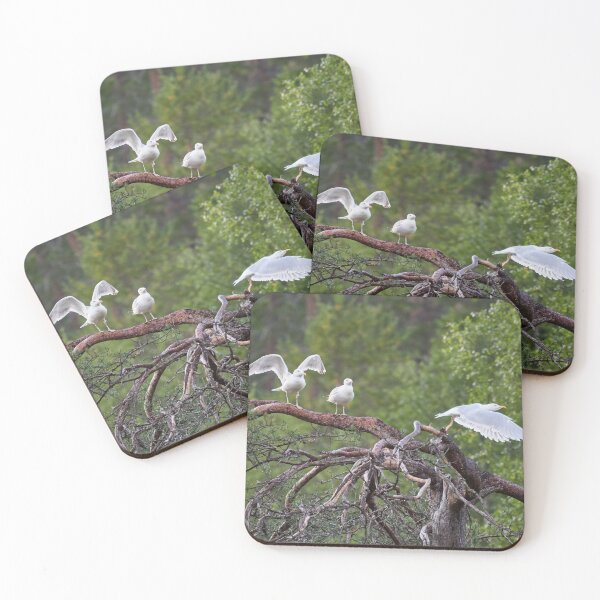 Item preview, Take offs. European herring gull designed and sold by Jouko Lehto Photography.