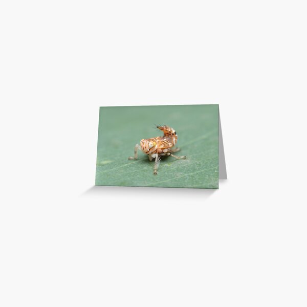 Yellow-headed Leafhopper Nymph Greeting Card
