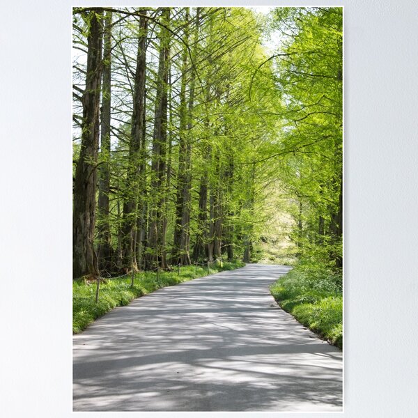 Item preview, Spring path in the forest designed and sold by rhosbahu.