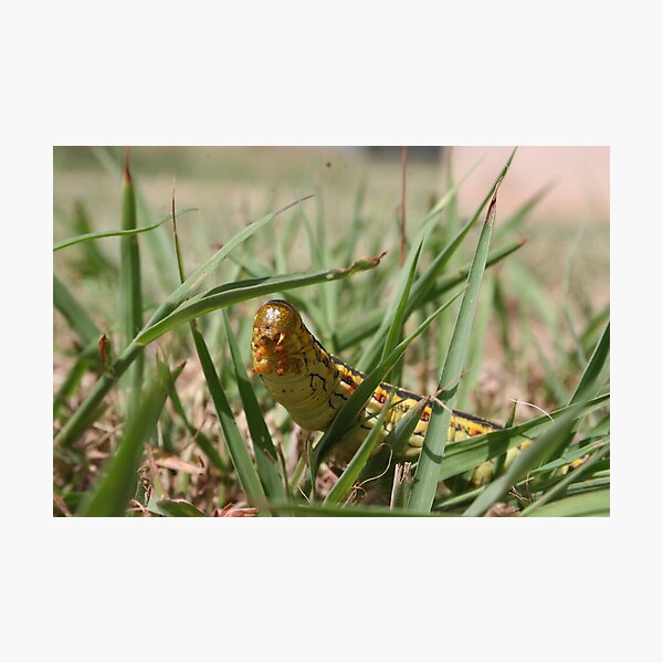 Item preview, Caterpillar designed and sold by Tiwsarm.