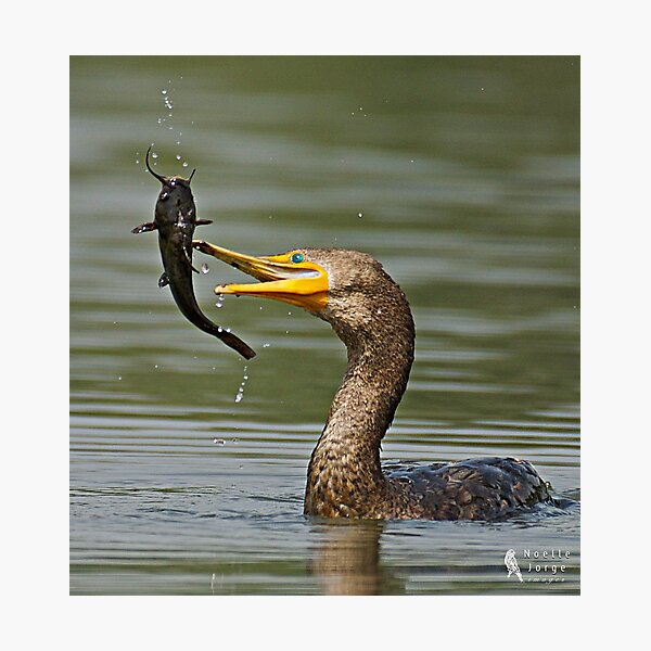 Toss Up Photographic Print
